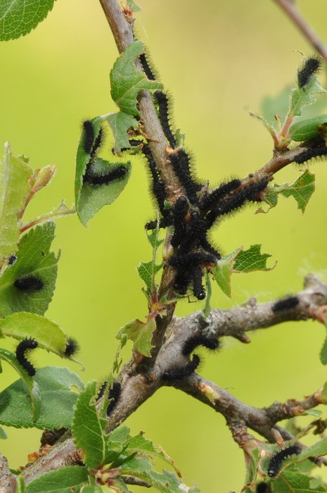 uova e larve di s. pavoniella?